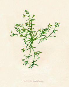 Procumbent Pearl-Wort by Anne Pratt