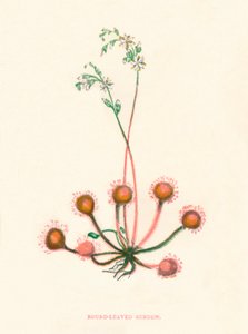 Round-Leaved Sundew, c. 1891