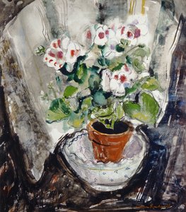 Pelargonium