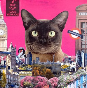 Urban Cat