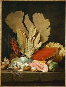 Sea Fans, Lithophytes, and Shells - Still-life with Shells and Coral