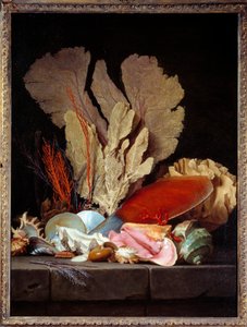Still Life with Shells