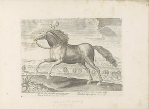 Arabian Horse (Horse Breeds from the Royal Stables of Don Juan of Austria)
