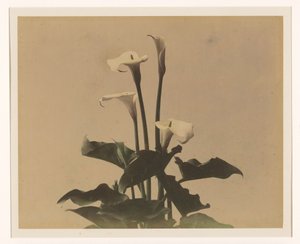 Arum Lilies