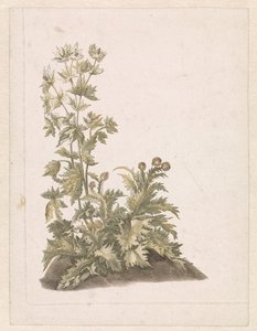 Blooming Thistles by Anonymous