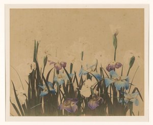 Flower Still Life with Irises by Anonymous