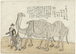 Camel and Dromedary by Anonymous