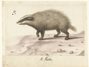 Badger (Lombard Album)