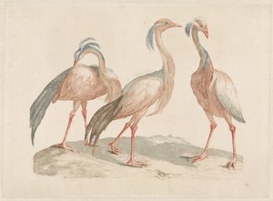 Three Demoiselle Cranes