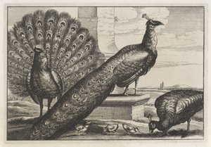 Three Peacocks (series title: Various Species of Birds) by Anonymous