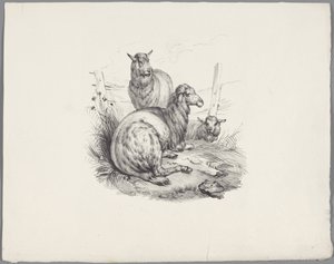 Three Sheep by a Fence