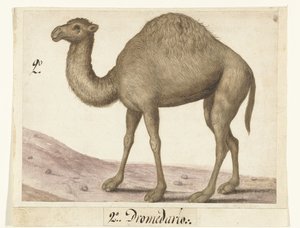 Dromedary (Lombard Album series title)