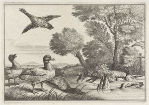 Ducks