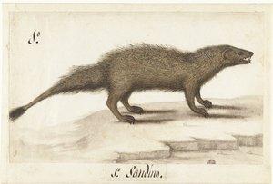 Egyptian Mongoose by Anonymous