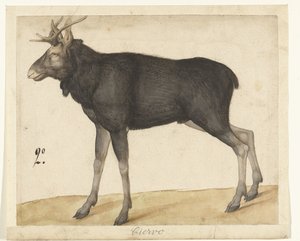 Elk