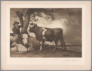 Photoreproduction of the painting The Bull by Paulus Potter, coll. Mauritshuis
