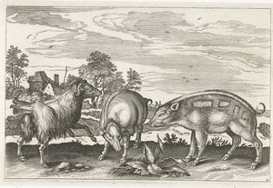Goat and Pigs