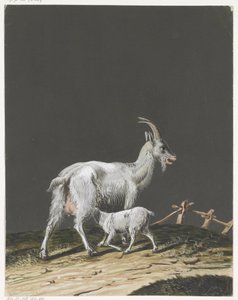 Goat with Suckling Young