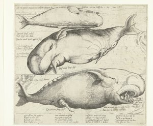 Stranded Whale near Antwerp, 1577 by Anonymous