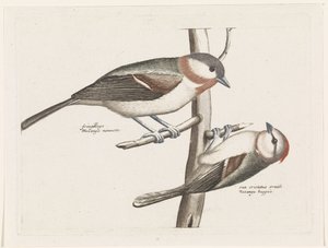 Marsh Tit and Crested Tit