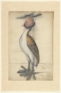 Great Crested Grebe by Anonymous