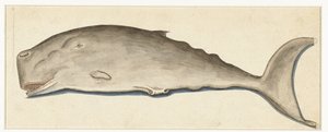 Great Sperm Whale