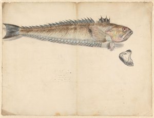 Greater Weever (Trachinus Draco) by Anonymous