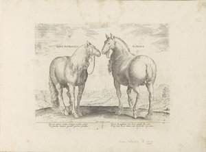 Stallion and Mare from Rome (Equus Matronalis Romanus) (Horse Breeds from the Royal Stables of Don Juan of Austria) by Anonymous