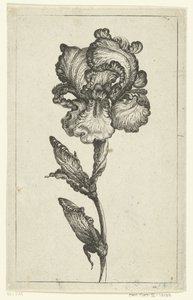 Iris (Various New Tulips and Other Flowers series)