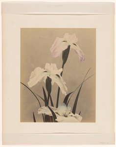 Irises