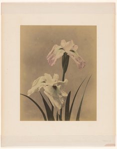 Irises