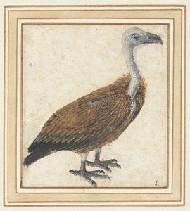 Young Griffon Vulture (Gyps fulvus)