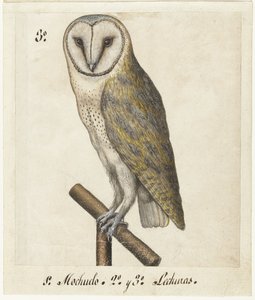 Barn Owl (Lombard album)