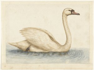 Mute Swan