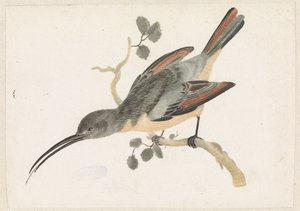 Hummingbird on a Branch Facing Left by Anonymous