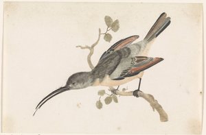 Hummingbird on a Branch to the Left by Anonymous