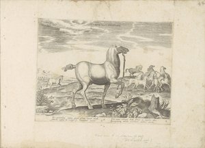 Herd of wild horses