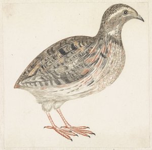 Quail