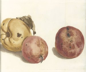 Quince and two apples