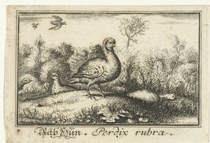 Landscape with Partridges (Räb Hun, Perdix rubra) by Anonymous