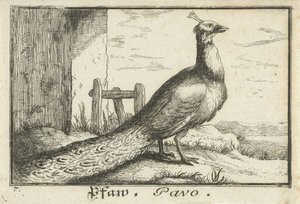 Landscape with Peacock by Anonymous
