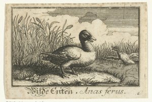Landscape with Wild Duck by Anonymous