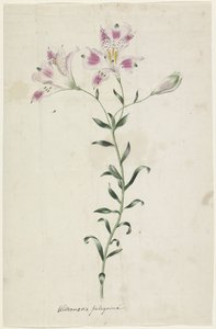Lily (Alstroemeria Pelegrina)