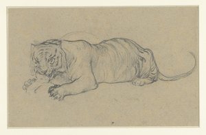 Reclining Tiger Tearing a Piece of Meat by Anonymous
