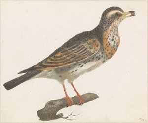 Thrush with a Berry in its Beak