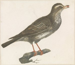 Thrush with a Berry in Its Beak