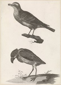 Thrush with a Berry in Its Beak to the Left and Boat-billed Heron by Anonymous