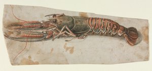 Lobster by Anonymous