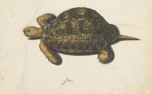 Marsh Turtle (Lombard Album) by Anonymous