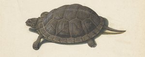 Marsh Turtle (Lombard Album Series) by Anonymous
